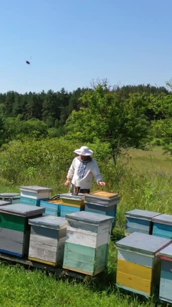 Včelí Zahrada Létě Včelař Pracuje Včelíně Blízkosti Dřevěných Úlů Krásném — Stock video