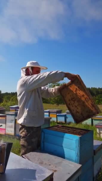 Happy Bee Mester Méhészeten Dolgozik Apiarista Vizsgálja Keret Méhek Ellen — Stock videók