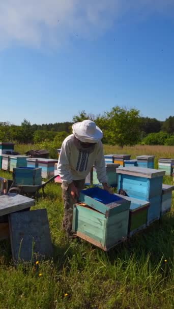 Včelařství Přírodě Včelařský Běloch Vytahuje Včelí Plástve Včelího Plástve Včelařské — Stock video