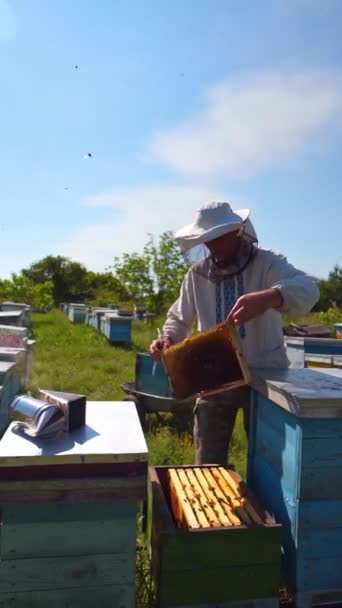 Včelín Mezi Přírodou Včelař Ochranném Klobouku Stojí Jasném Letním Dni — Stock video