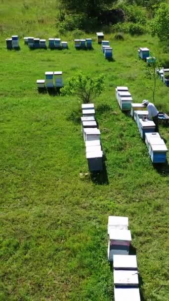 Méhkaptárdobozok Egy Méhfarmon Kaptárak Méhészetben Nyáron Méhész Méhészeten Dolgozik Méhészeti — Stock videók