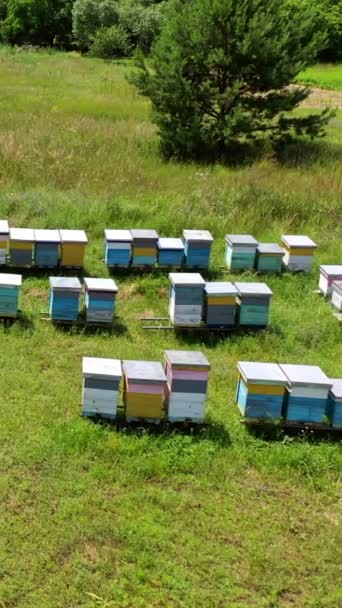 Méhházak Kertben Kaptárak Állnak Zöld Méhészetben Nyáron Organikus Méztermelés Légi — Stock videók