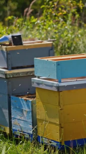 날아다니는 정원에 꿀벌에 연기가있는 Chimney 양봉업이요 자연의 비디오 — 비디오