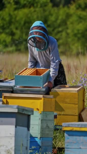 Деревянные Пчелиные Домики Саду Профессиональный Пчеловод Защитной Шляпе Занят Пасеке — стоковое видео