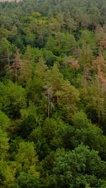 美丽的林地飞越绿树成荫的树梢 夏天的森林空中风景 向前移动摄像头垂直录像 — 图库视频影像