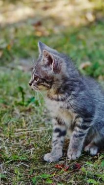 Büyük gözlü sevimli gri kedi yavrusu. Yazın yeşil çimlerin üzerinde küçük sevimli bir kedi yavrusu. Komik kedicik dikkatle bir şeye bakıyor. Dikey video