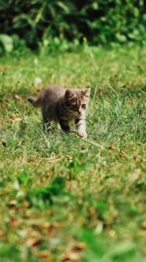 Çayırdaki çimlerde iki gri kedi yavrusu. İki kedi yavrusunun yeşil çimlerde hareket eden beyaz iplere baktığı komik bir sahne. Dışarıda oynayan küçük hayvanlar. Dikey video