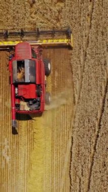 Tarım. Buğday tarlasında çalışan hasat makinesini birleştirin. Hava görüntüsü. Dikey video