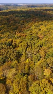 Ormandaki yaprakların parlak renkleri. Ormanlar arasında akan huzurlu bir nehir. Ormanların ve bulutların üzerindeki gölgelerin üzerindeki insansız hava aracı görüntüleri. Dikey video