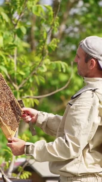 Férfi Méhész Figyelmesen Nézi Méhekkel Borított Keretet Méhész Vizsgálja Méztermést — Stock videók
