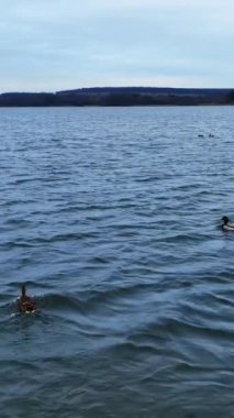 Erkek ve dişi ördek türleri nehirde yüzüyor. Bazı kuşlar havalanır ve tekrar oturur. İnsansız hava aracı görüntüleri. Dikey video