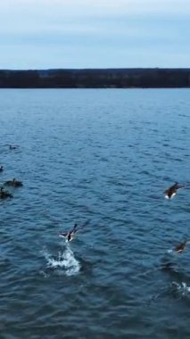 Büyük nehirde yaşayan vahşi ördek sürüleri. Kameradan uçan yaban ördeklerini izleyen drone görüntüleri. Koyu deniz manzaralı. Dikey video