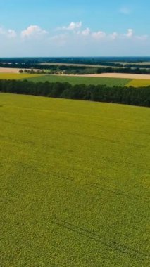 Baharda tarlaların havadan görünüşü. Yeşil arazide yetişen genç buğday. Hareketli kamera sağa. Dikey video