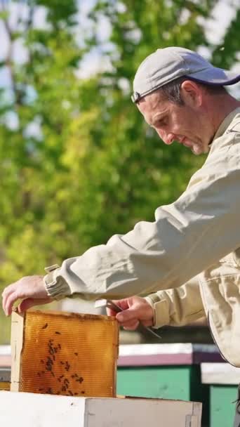 Včelař Vytahuje Prázdné Medové Rámy Několika Včelami Úlu Včelař Kontroluje — Stock video