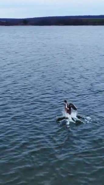 Few Mallard Ducks Flying Away Drone Footage Grey River Autumn — Stock Video
