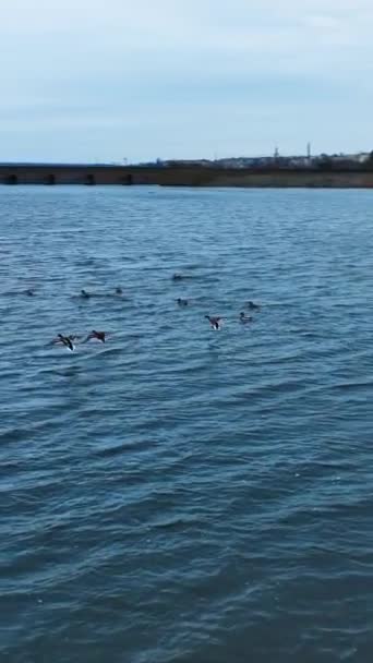 湖上漂浮着许多野鸭 成群的野生鸟类在游泳 以村庄和森林为背景 垂直录像 — 图库视频影像