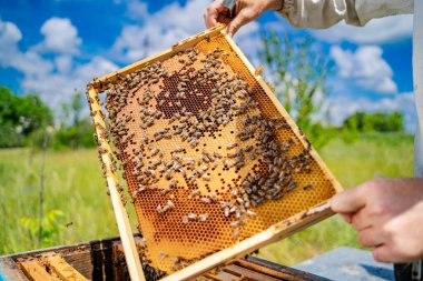 Bir insan üzerinde arılar olan bir bal peteği tutuyor. Arılar için merak ve takdir kavramı