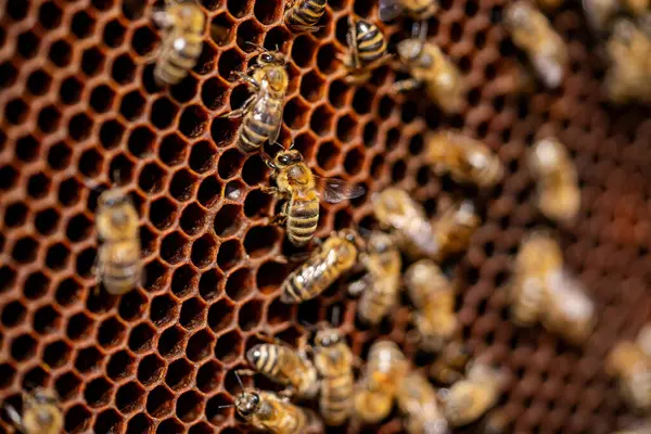 Група Бджіл Літає Навколо Медоносця Бджоли Зайняті Зосереджені Своєму Завданні Стокове Фото