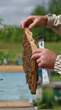 Koruyucu üniformalı arıcı ağır bir arı çerçevesi tutuyor. Arı ailesiyle kaplı koyu bal tarağı. Apiarist çerçeveyi kovana koyar. Dikey video