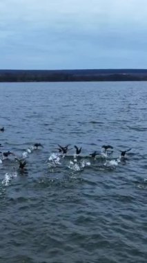 Mallard ördekleri nehirde yüzüyor. Vahşi ördekler sudan yükselir ve çok alçaktan uçarlar. Arkaplanda doğa ve şehir manzarası. Dikey video