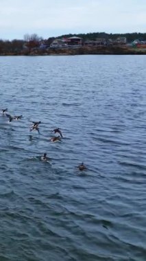 Ördek sürüsü su yüzeyinden geliyor. Motley kuşları drone görüntülerinden korkarak kaçarlar. Göldeki gri su ormanla sınırlıdır. Dikey video