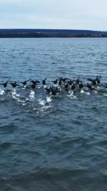 Siyah ördekler göletin üzerinde birbirlerine yakın uçarlar. Ördekler su yüzeyinde beyaz lekeler bırakıyor. Kuşlar başka bir kuş grubuna katılıyor. Dikey video