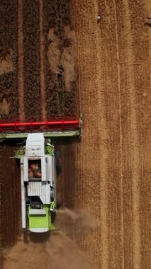 Çiftlik arazilerinde hasat mevsiminde çok çalışmak. Leylekler tarlanın kesme yerine geliyor. Kuş bakışı görüş. Dikey video