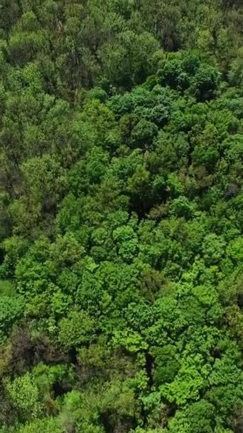 Зеленые Деревья Большого Леса Рядом Сельской Местностью Съемки Беспилотника Над — стоковое видео