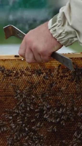 Hände Des Imkers Halten Ein Gestell Mit Honigwaben Und Einem — Stockvideo