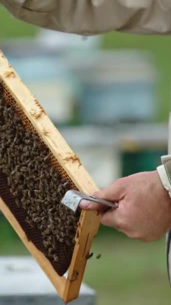 Man Bijenhouder Houdt Een Frame Met Bijen Hand Onderzoekt Het — Stockvideo