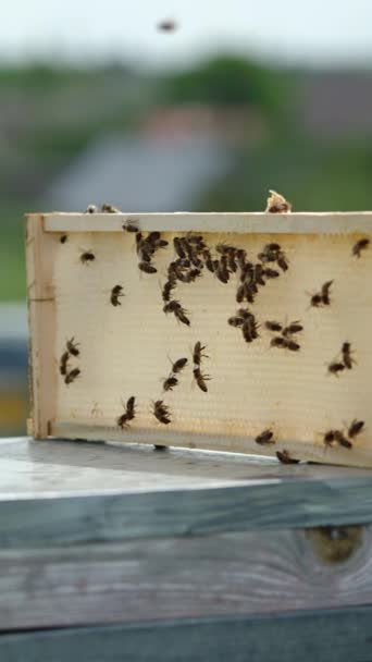 Bijen Kruipen Het Kleine Frame Van Lege Honingraten Geplaatst Top — Stockvideo