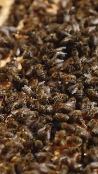 蜂窝中的蜂群爬过蜂房的框架 蜜蜂在忙着干活 靠近点蜜蜂的背景 垂直录像 — 图库视频影像