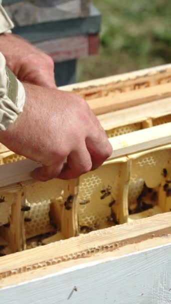Bienenstock Mit Halbrahmen Aus Honigwaben Imker Inspiziert Die Rahmen Die — Stockvideo