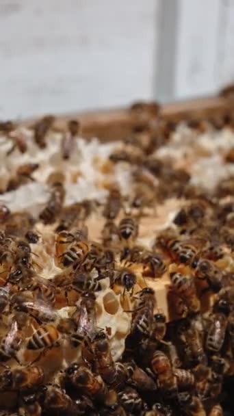 蜂群在框架顶部的蜡上爬行 阳光明媚的日子里 许多蜜蜂在开放的蜂房里 靠近点垂直录像 — 图库视频影像