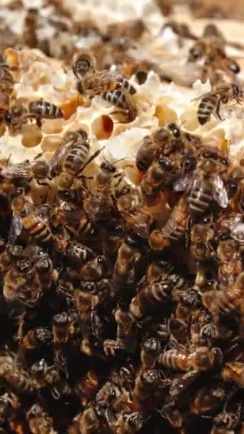 Csíkos Méhfiasítás Eltakarta Mézkeretet Több Rovar Dolgozik Egy Méhkasban Közelről — Stock videók