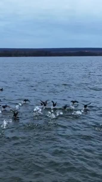 Canards Colverts Nageant Sur Rivière Les Canards Sauvages Sortent Eau — Video
