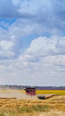 Gökyüzünün altındaki altın tarlada hasatçıyı birleştir. Tarım arazilerinde mevsimlik olgun buğday hasadı. Dikey video