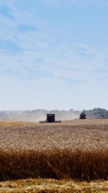 Olgun buğday hasat ediyorum. Yaz mevsiminde tarımsal makineler sarı alanda çalışıyor. Kırsal kesimde mevsimlik işler. Dikey video