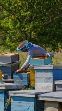 Yazın Apiary. Koruyucu şapkalı arı yetiştiricisi doğada bir arı çiftliğinde çalışıyor. Tarlada bir sürü arı kovanı var. Dikey video