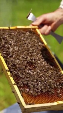 Arı çerçevesi insanın elinde. Arıcı arıları tutuyor ve arılarla ahşap çerçevedeki bal peteklerini inceliyor. Arılar saf organik ürün üretiyorlar. Dikey video