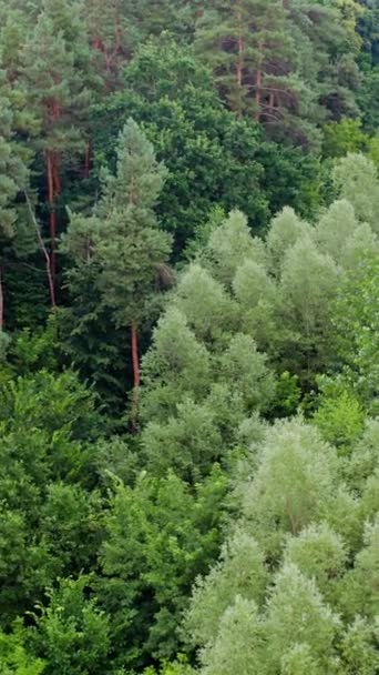 Τόποι Δέντρα Από Δάση Πράσινο Δάσος Καλοκαίρι Φωτεινά Χρώματα Μικτών — Αρχείο Βίντεο