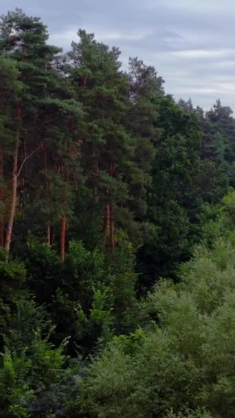 Přírodní Pozadí Vysoké Krátké Stromy Lese Letí Mezi Smíšenými Stromy — Stock video