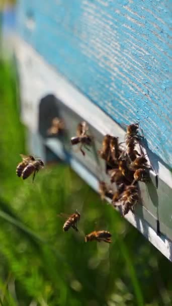 Bin Vid Bikupan Insekter Flyger Bihuset Träkupa Grönt Gräs Sommaren — Stockvideo