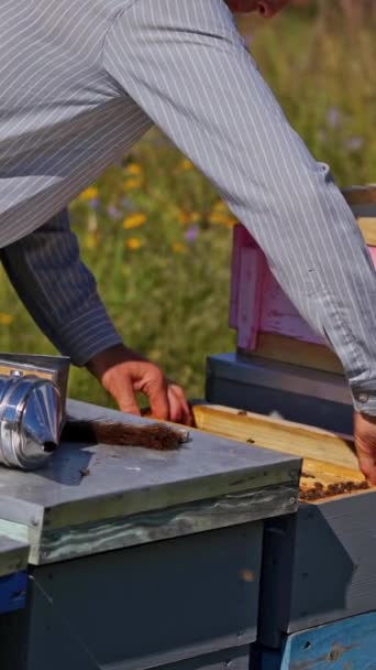 Proses Pembuahan Lebah Apiarist Memeriksa Lebah Dekat Sarang Lebah Peternak — Stok Video