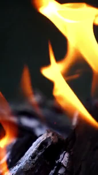 Горящий Лес Костёр Горит Ночью Горячие Угли Огне — стоковое видео
