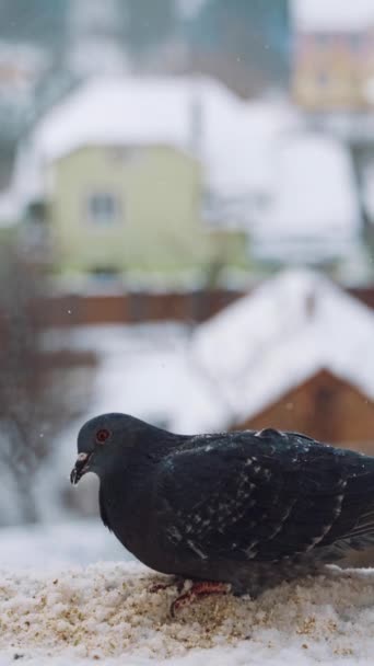 美丽的鸟儿在雪地的冬城背景上 饥饿的小鸟在户外的房顶上吃面包 垂直录像 — 图库视频影像