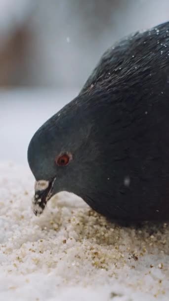 美しい鳩は冬にパンを食べています ハングリーハト鳥は屋外の白い雪の中でパン粉を食べる クローズアップ 垂直ビデオ — ストック動画