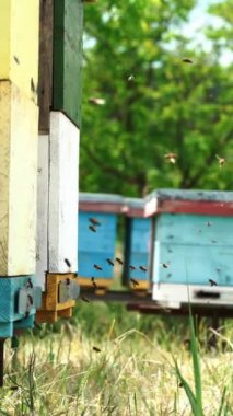 Bal arıları arı kovanlarının etrafında dolanıp uçuyorlar. Apiculture. Dikey video