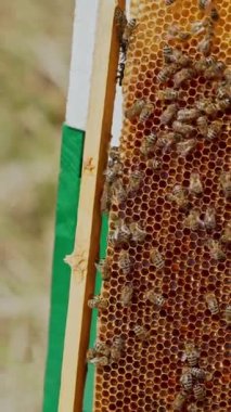 Bal peteği üzerinde çalışan arılar. Arı kovanının çerçeveleri. Apiculture Dikey Video