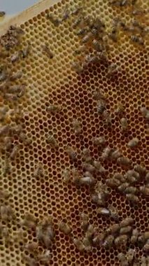 Adamın elleri, bahçedeki yeşil çimlerin arka planında bal petekleri olan ahşap bir çerçeve gösteriyor. Dikey video.